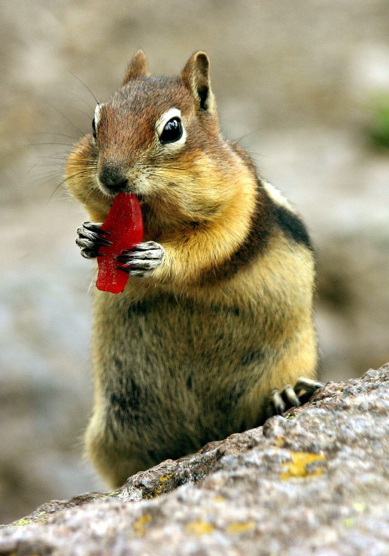 chipmunk, croissant, squirell-4631264.jpg